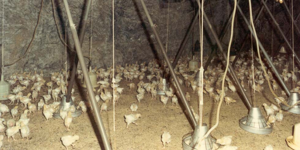Historisches Foto einer Hühnermast im Grubenbereich.
