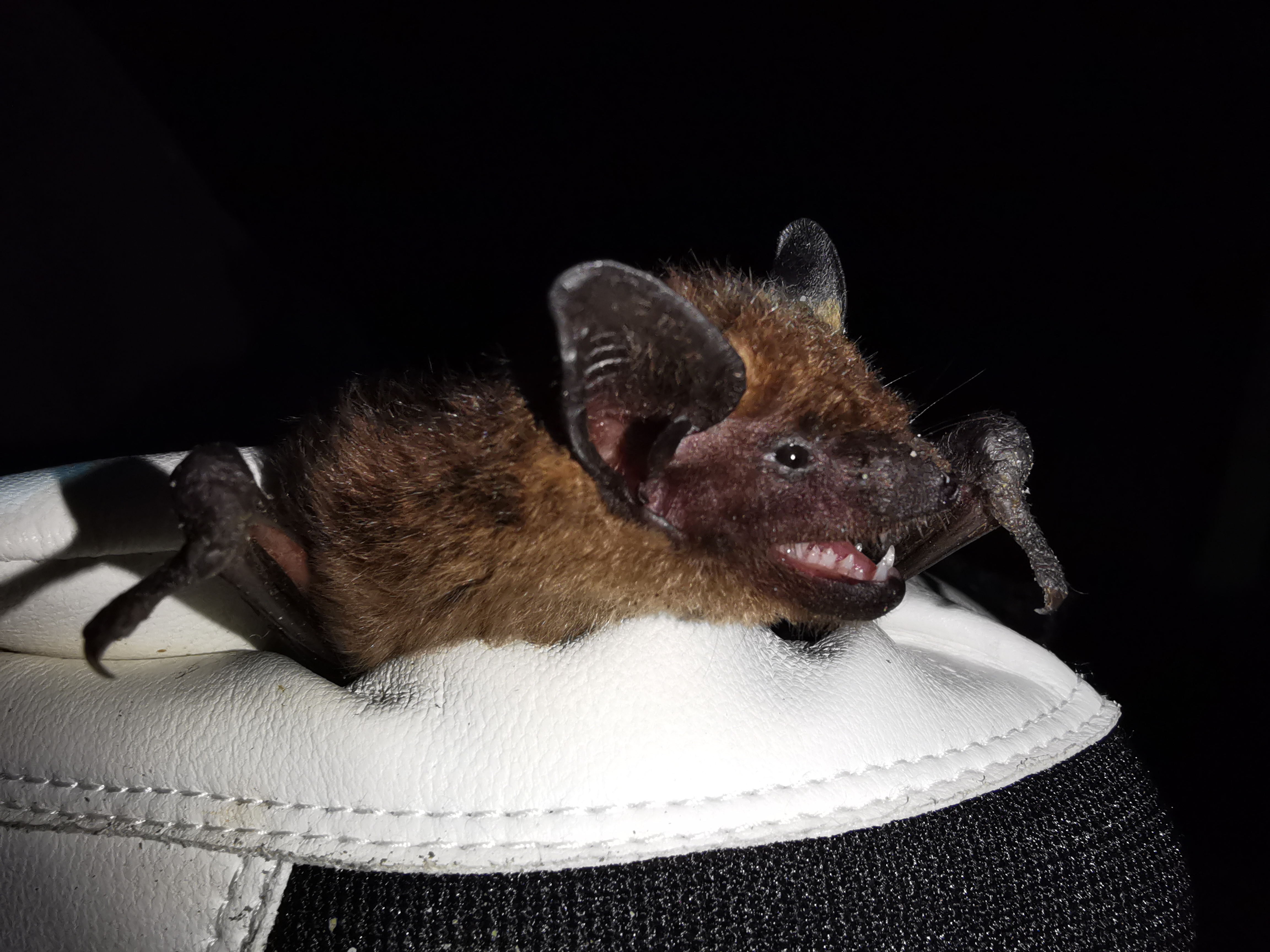 Breitfügelfledermaus Fledermaus auf einer Unterlage