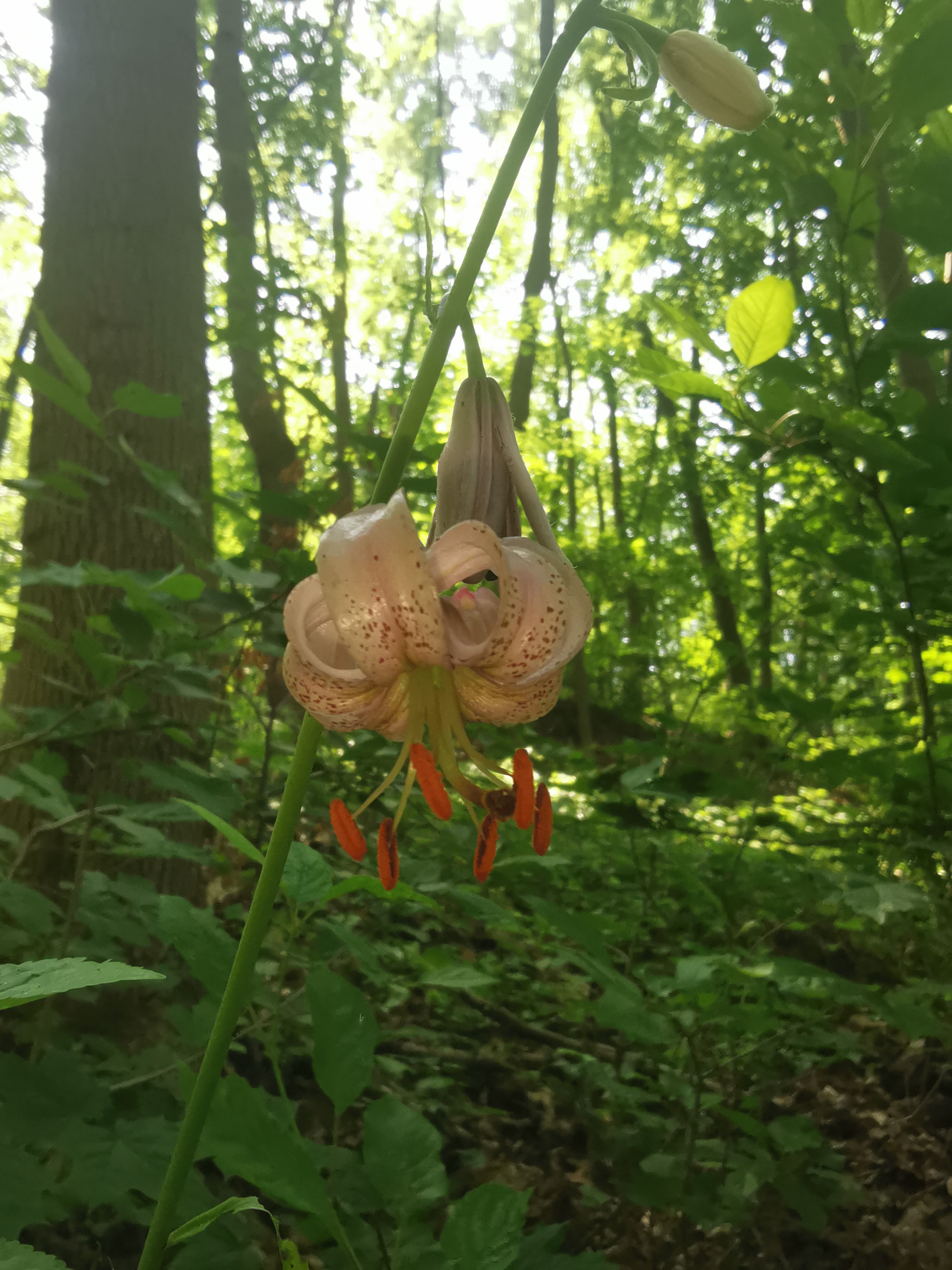 Türkenbund-Lilie Blühpflanze am Waldboden